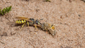 Bijenwolf (Philanthus triangulum) met zijn prooi, een westerse honingbij.