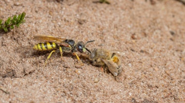 Beewolf (Philanthus triangulum) with its prey, a Western honeybee.