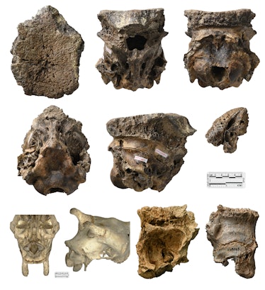 10 fossil skull specimens at various angles