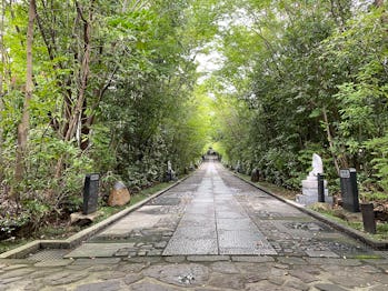 Mini-forest in Japan