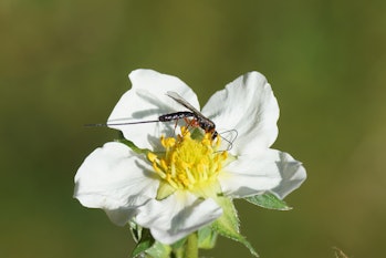 Female parasitic wasp of the subfamily Banchinae with a long ovipositor on a strawberry in a Dutch g...