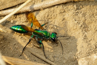Emerald jewel wasp.