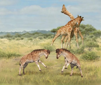 Male giraffes fight using their necks, while two proto-giraffoids fight with head-bashing.