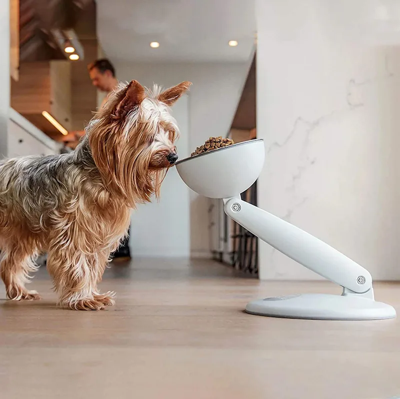 The 4 Best Food Bowls For Dogs With No Teeth