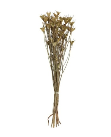 Dried Natural Love in a Mist Bunch