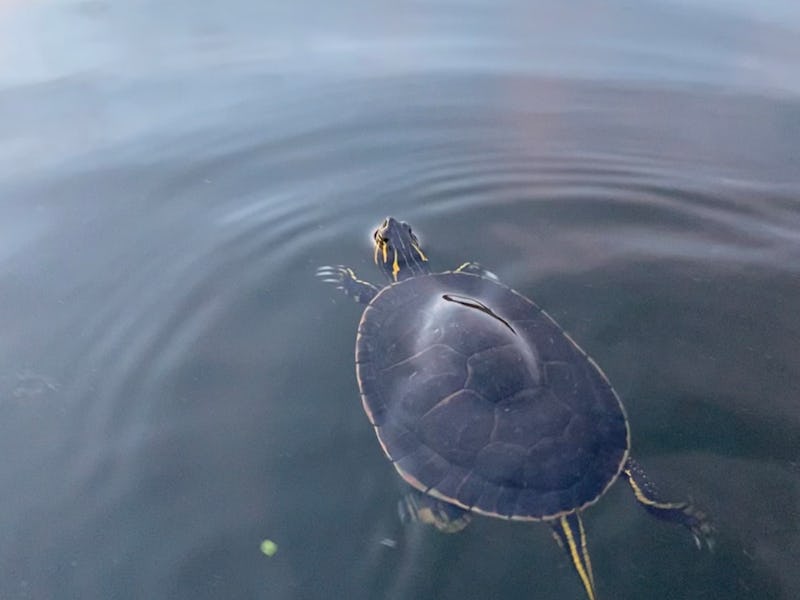 A painted turtle swims in the water.