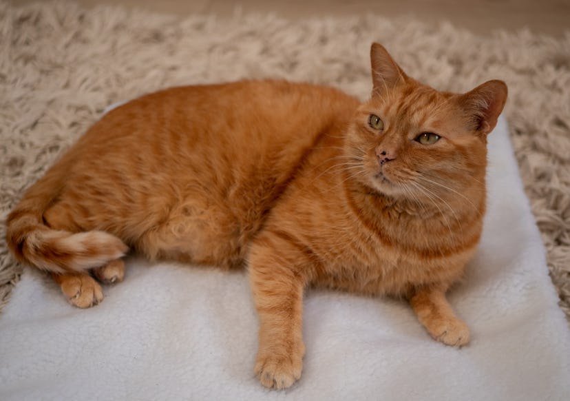 An orange stray cat lying on a white cloth on the ground