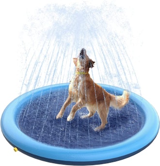 dog playing in a blue peteast splash sprinkler pad
