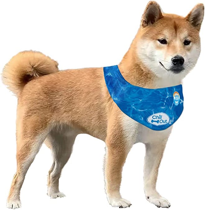 dog wearing a blue all for paws dog ice bandana