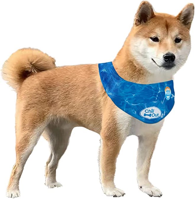 dog wearing a blue all for paws dog ice bandana