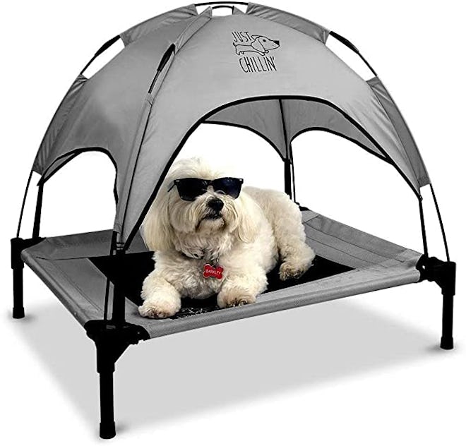 dog on floppy dawg elevated dog bed with sunglasses on