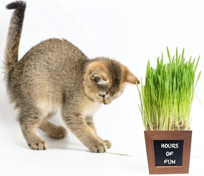 Zestigreens Cat Grass