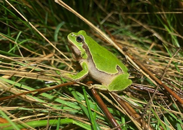 A small green frog with a white underbelly sits in the grass.