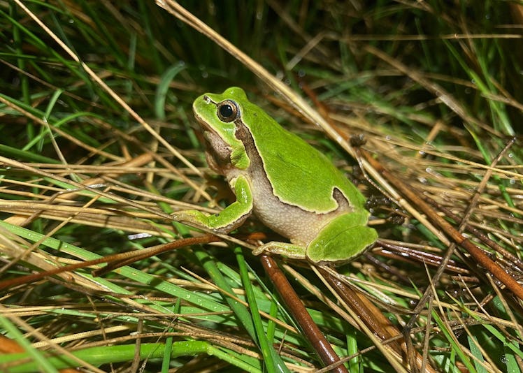 A small green frog with a white underbelly sits in the grass.