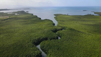 An aerial view of the mangroves of Guadeloupe. A river runs through the center of a mass of green ma...