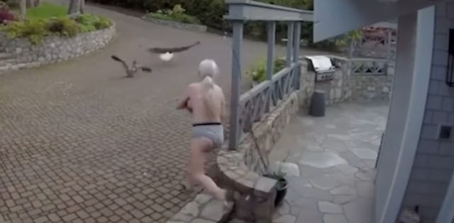 A totally rad mom saves her pet goose from a bald eagle while breastfeeding topless.