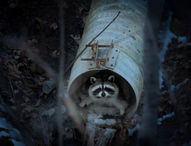 A raccoon in a tunnel