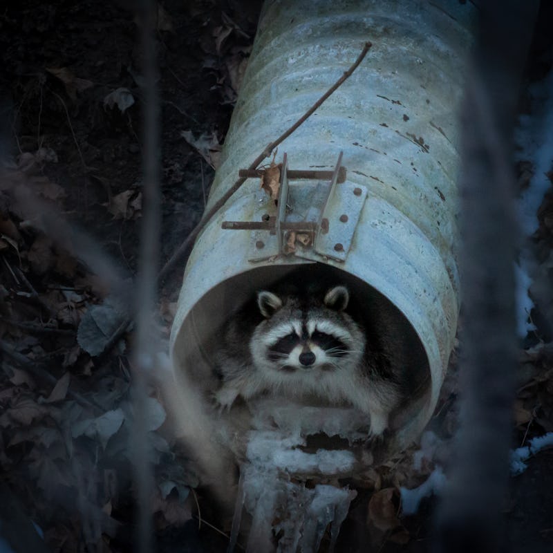 A raccoon in a tunnel