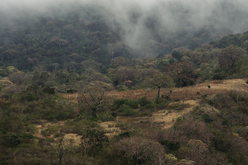 Palo santo trees in Ecuador