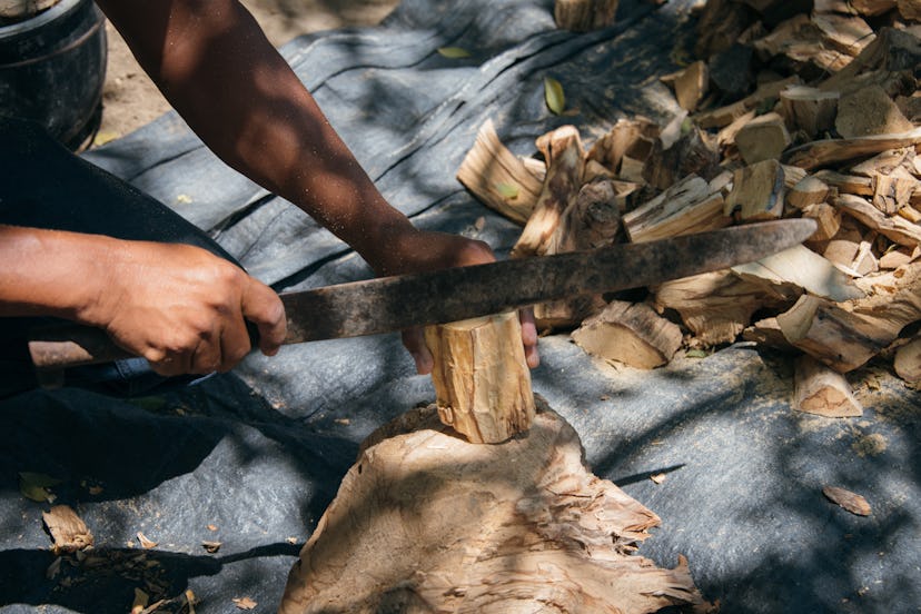 Ethical palo santo harvester from Ecuador carving palo santo sticks with a knife