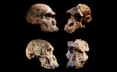 Four hominin skulls.