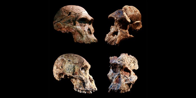 Four hominin skulls.