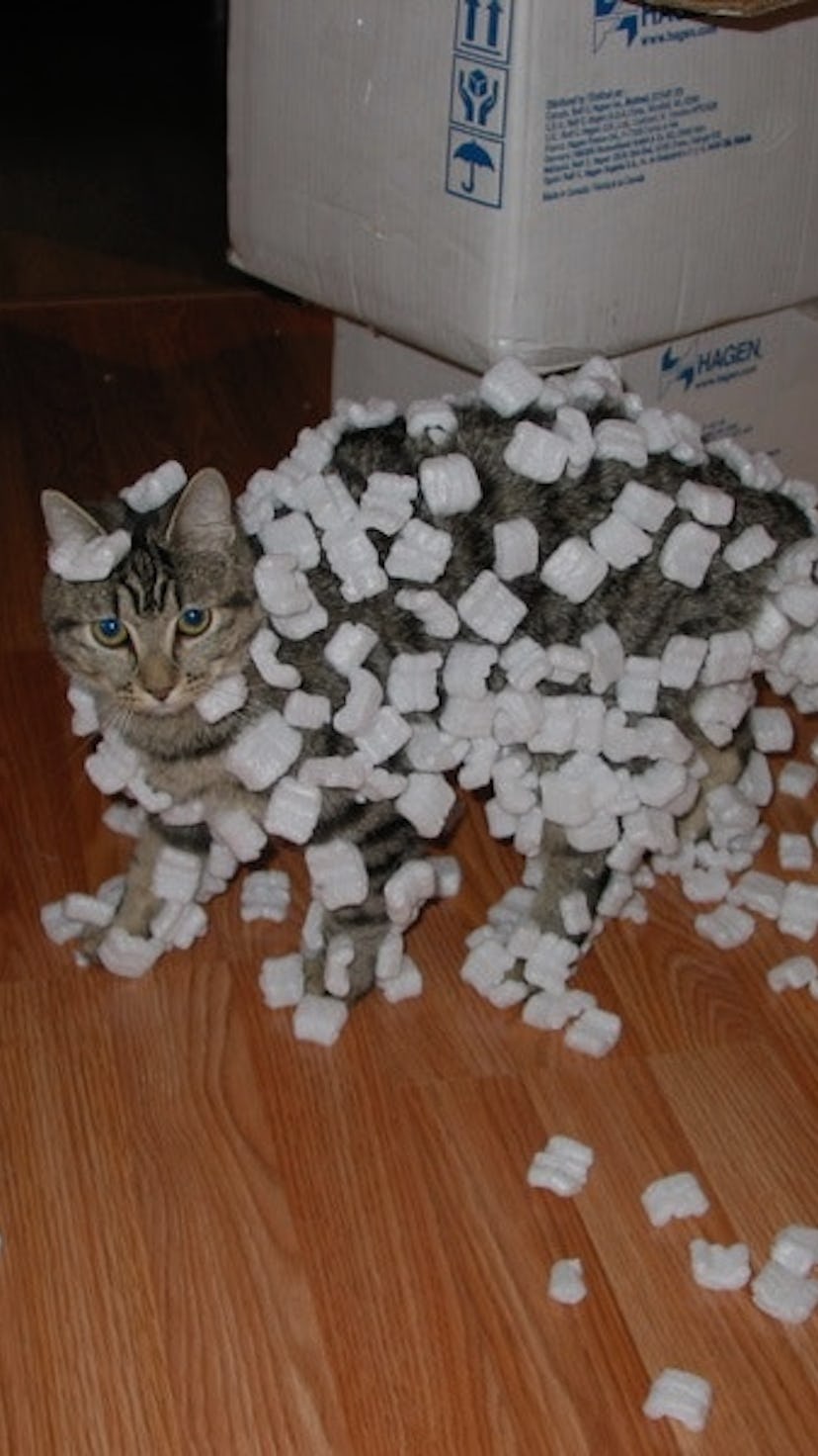 A tabby cat is pictured looking caught red-handed, covered in packing peanuts