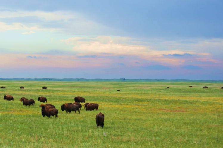 bison on Nebraska plains at sunrise