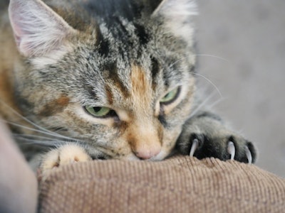 Closeup of cat digging claws into furniture