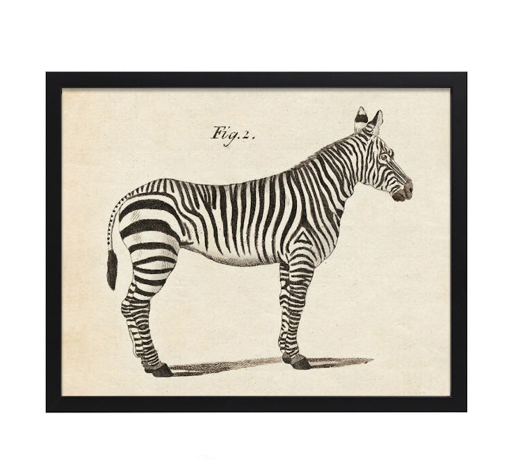 "Vintage Zebra" in Black Frame by Whalebone Creek Prints
