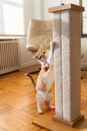 Cat scratching vertical post