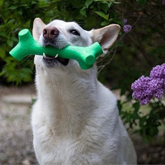 Pet Qwerks Chew Stick 