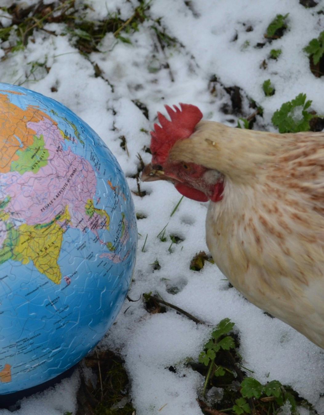 A chicken next to a globe