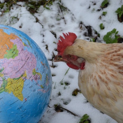 A chicken next to a globe