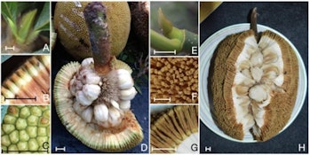Figure from study showing the two different tropical fruit species