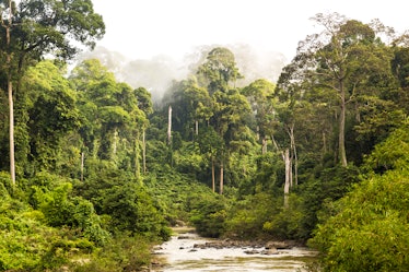 Tropical rainforest in Sabah, Borneo