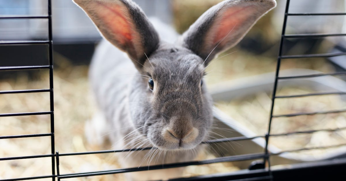 RHDV2: Symptoms, vaccine for rabbits, and more about the fatal bunny ...
