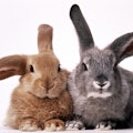 Two rabbits sitting side by side
