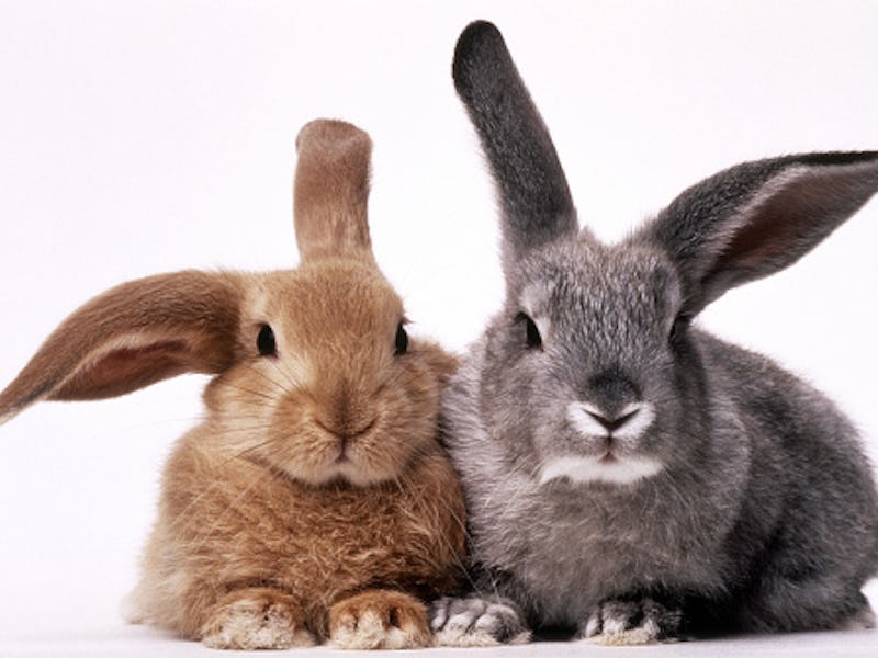 Two rabbits sitting side by side