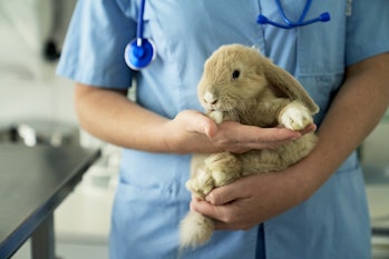 Veterinarian holding a bunny