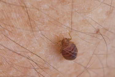A bed bug extends its beaklike proboscis to feed on human blood.