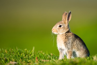 European rabbit sitting on the grass