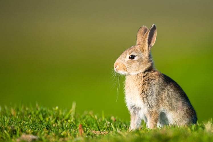 RHDV2: Symptoms, vaccine for rabbits, and more about the fatal bunny ...