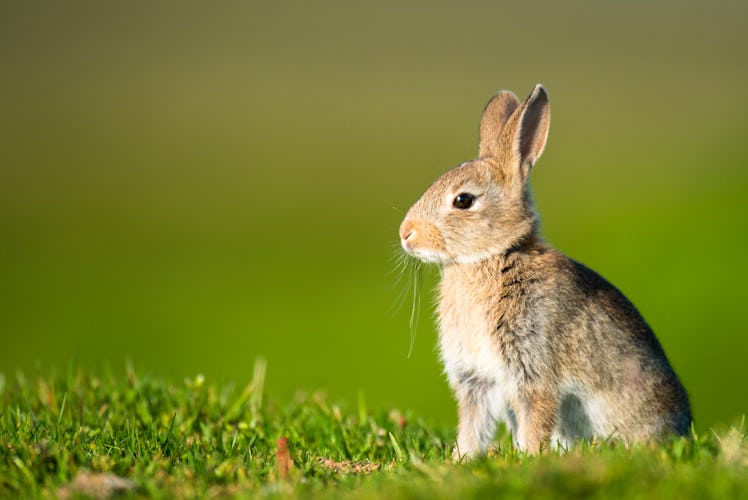 European rabbit sitting on the grass