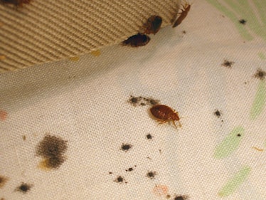 You can check for the telltale marks of a bed bug infestation on a bed’s mattress and box spring.