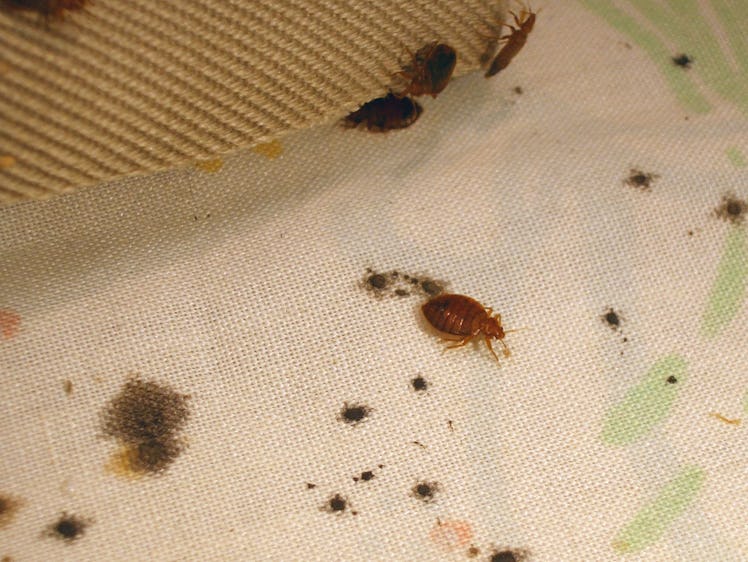 You can check for the telltale marks of a bed bug infestation on a bed’s mattress and box spring.