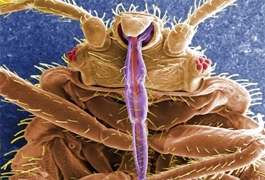 Colorized scanning electron microscopic image reveals the underside of a bed bug, including the prob...