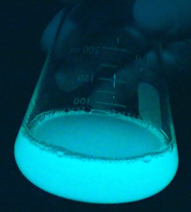 A liquid glows blue in an erlenmeyer flask