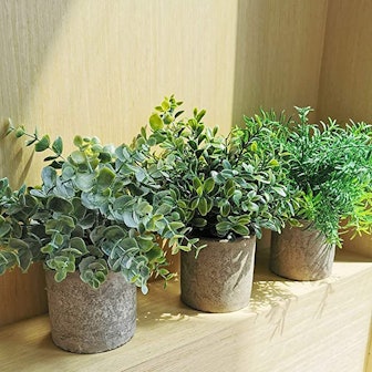 Winlyn Mini Potted Plants (3-Pack)