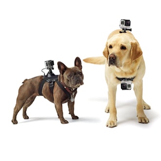 Let Fido capture footage with this GoProd dog harness. 